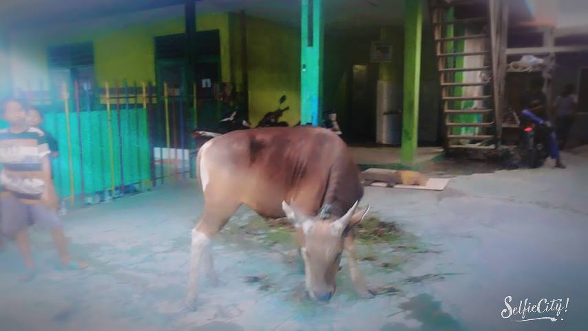 21244411_1450229128365422_1875748222_n